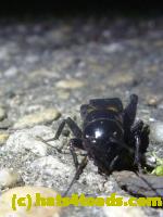 /home//u458753944/public_html/sourcegallery//Roxborough Toad Detour/2013-2019/2013/2013-06-03/P1120617.JPG